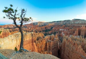 A lone tree stands atop Bryce Canyon in Utah