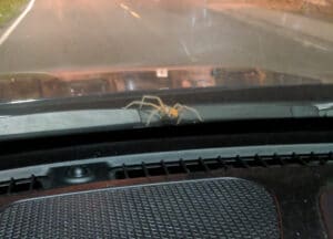 This spider fell on our windshield while we were driving.