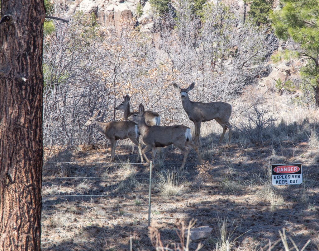Deer in Los Alamos