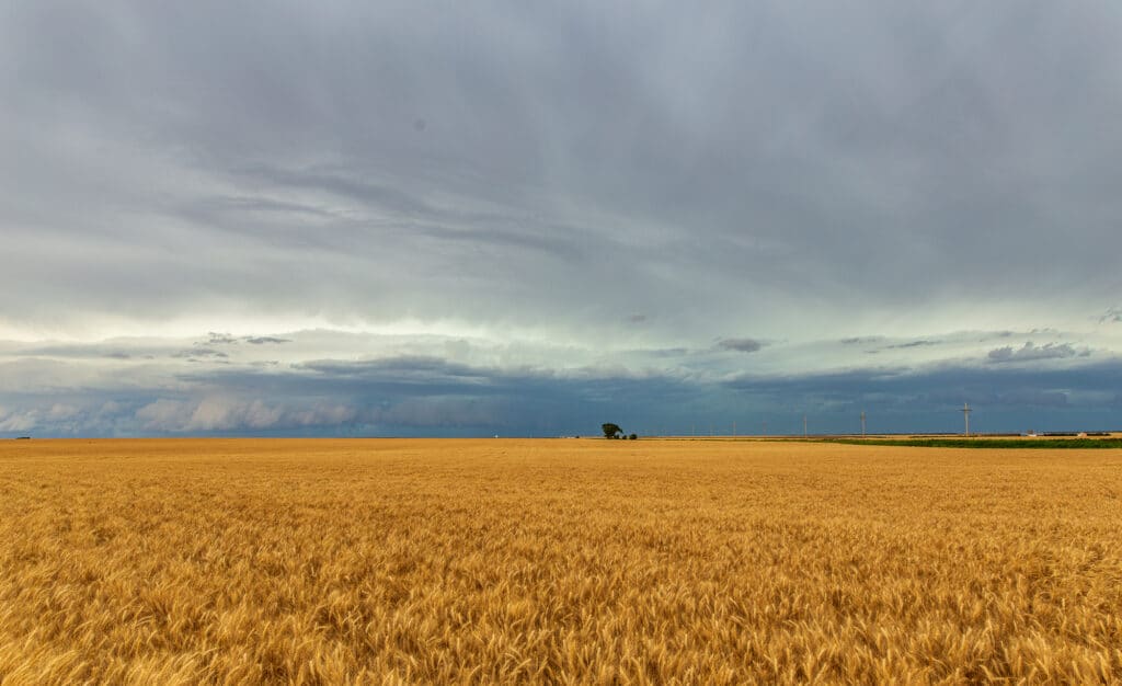 Shelf Cloud rolls over a wheat field east of Dodge City, Kansas