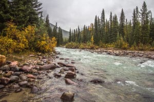 Creek in Jasper National Park