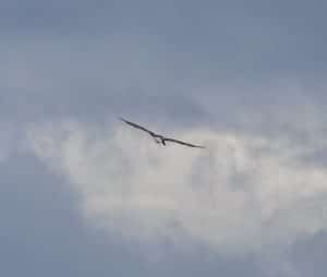 Eagle flying away