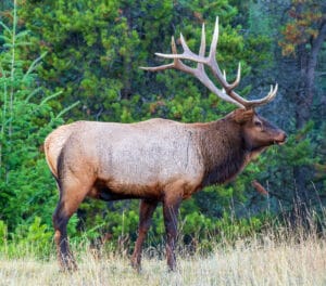Jasper Elk