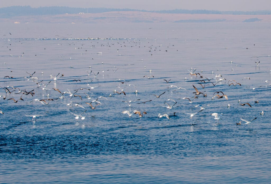 100s of Seagulls