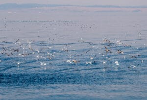100s of Seagulls