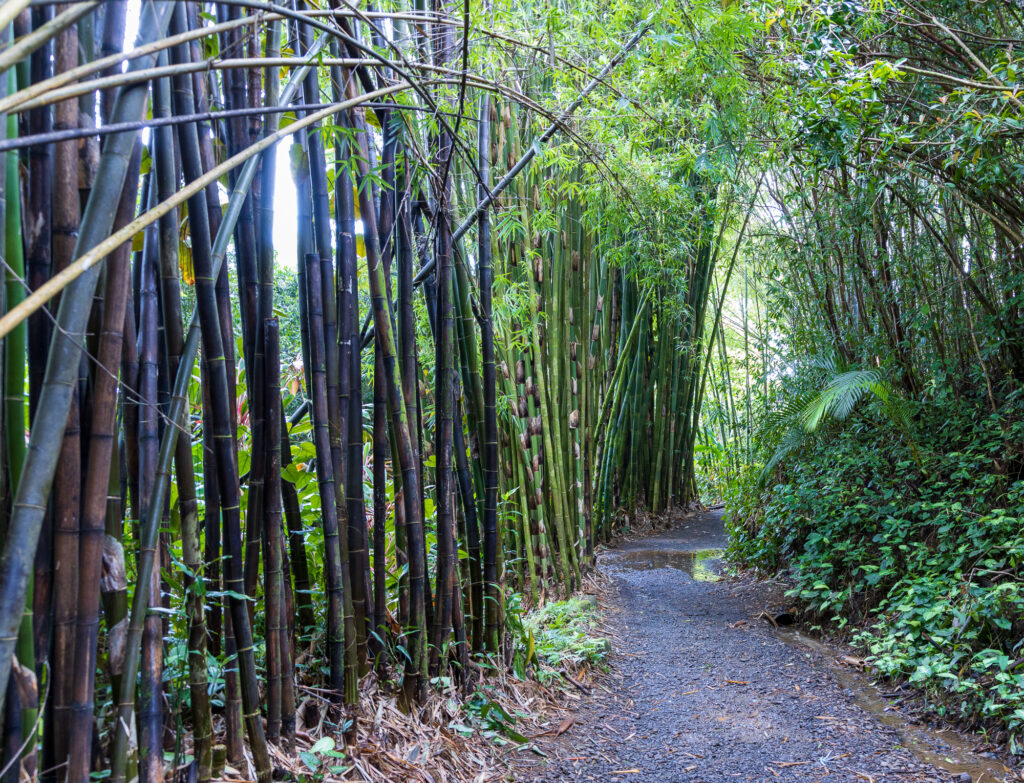 Bamboo Forest inside of Garden of Eden Arboretum