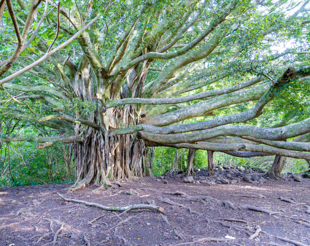 Photogenic Banyan Tree along Pipiwai Trail
