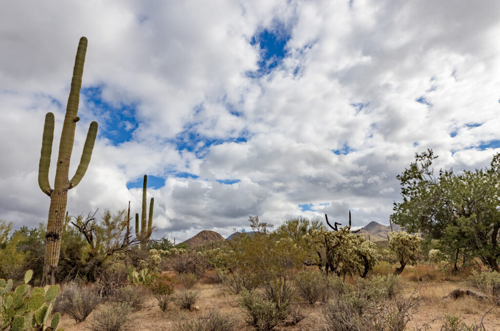 Cacti