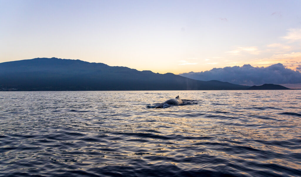 Sunrise behind the whale over Halekala