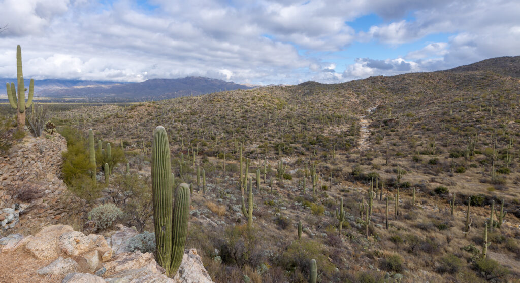 Saguro National Park