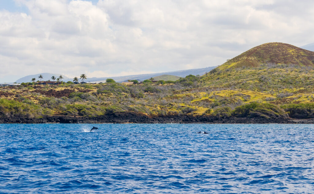Dolphin Jumping in Hawaii