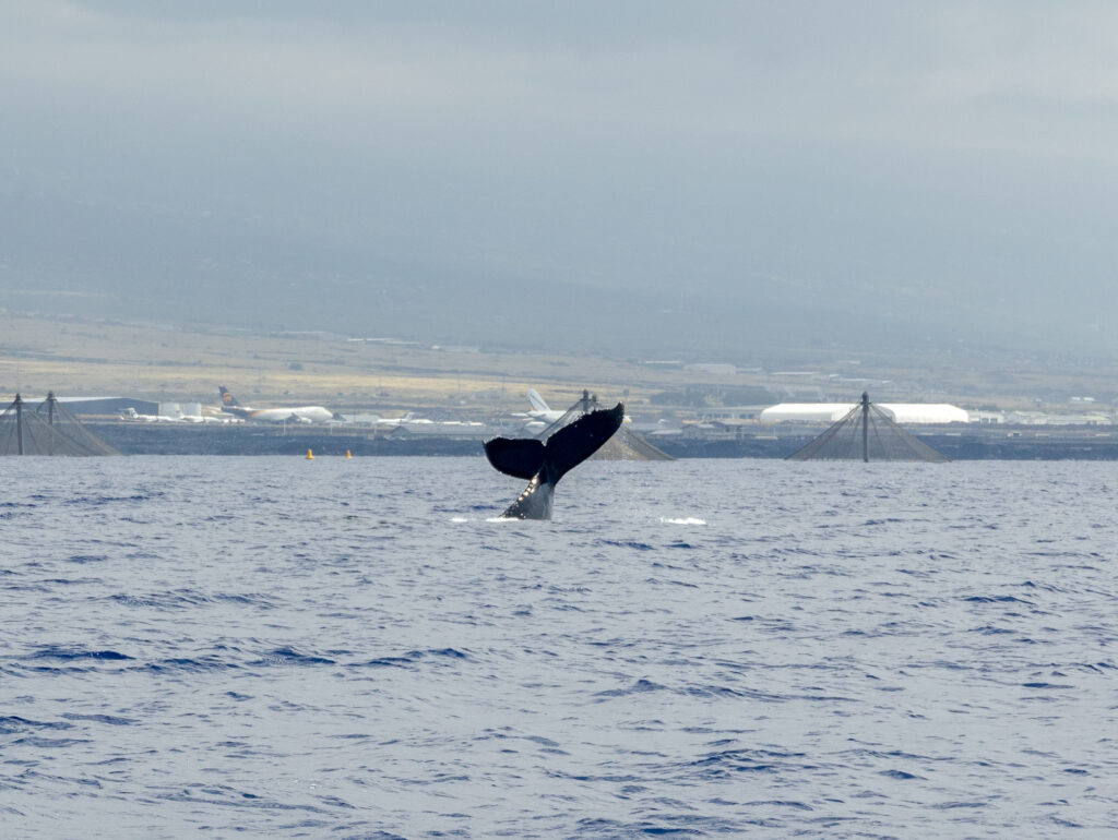 Antonov airplane at Kona Airport with a humpback whale tail