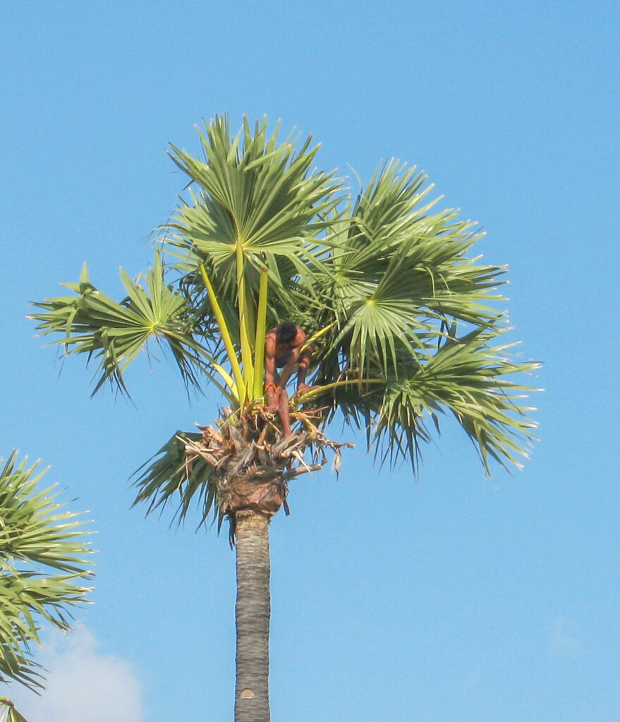 Guy chopping down coconuts