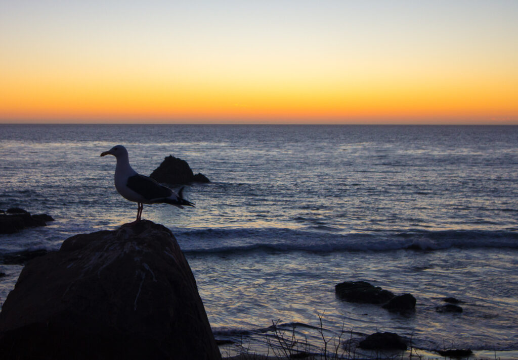 Seagull in San Simeon