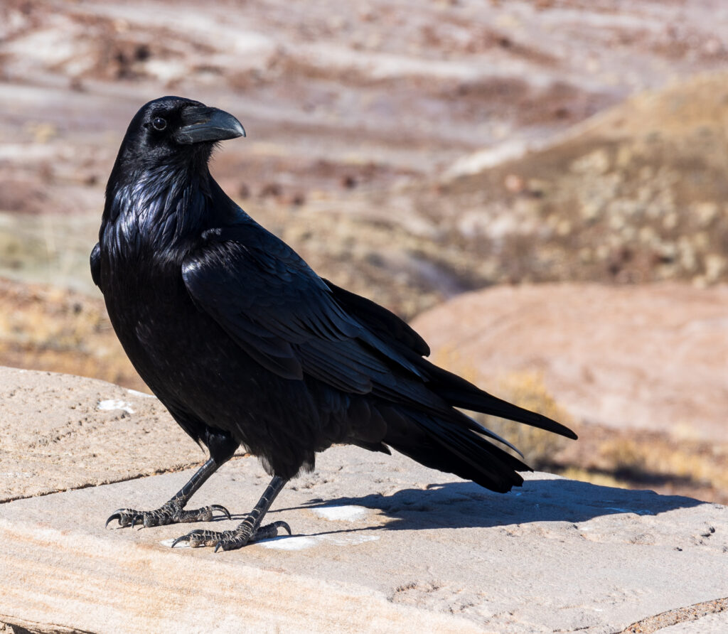 Common Raven in Petrified Forest National Park